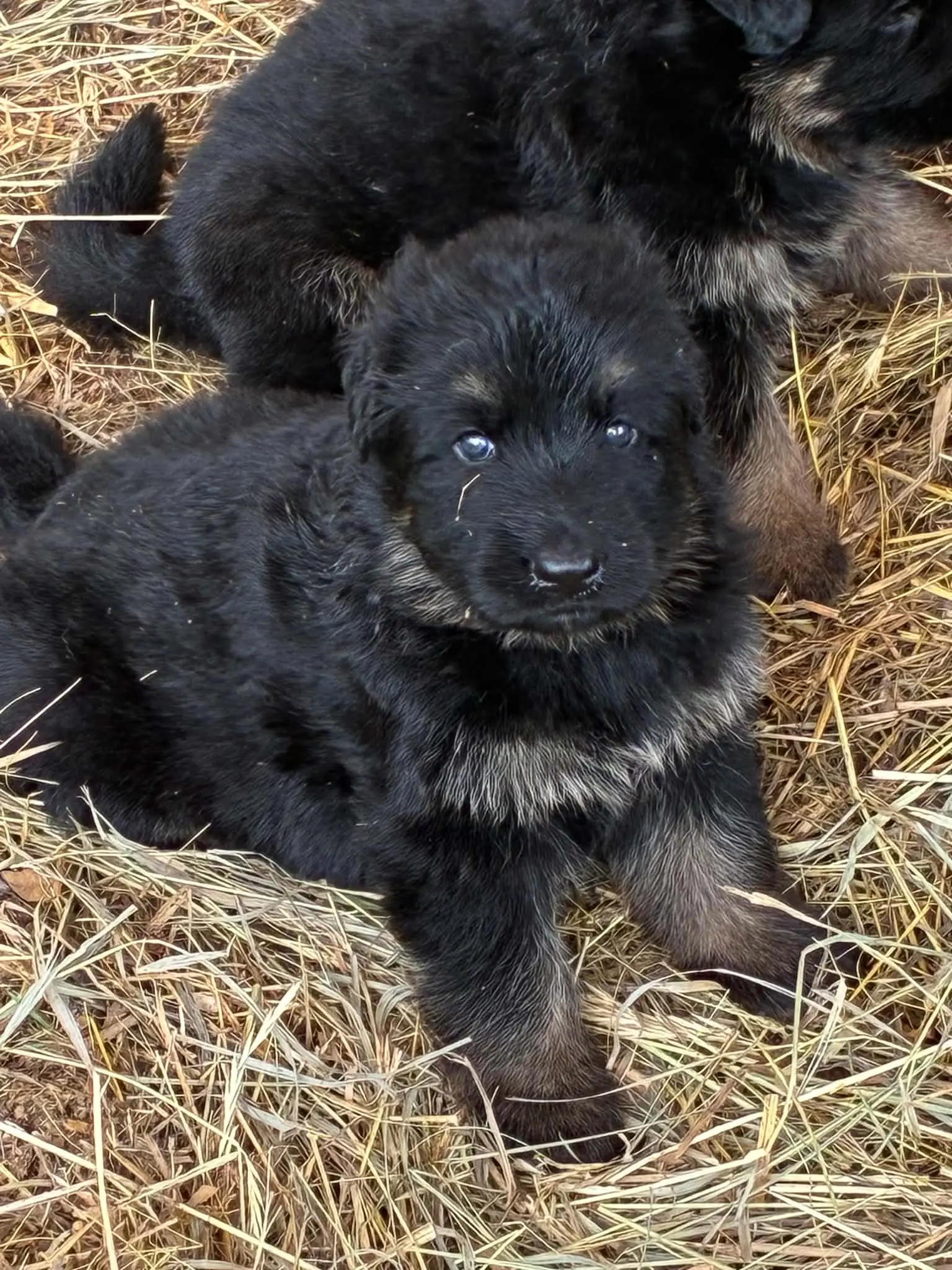 German Shepherd puppy for sale: Fluffy black German Shepherd puppy sitting in straw