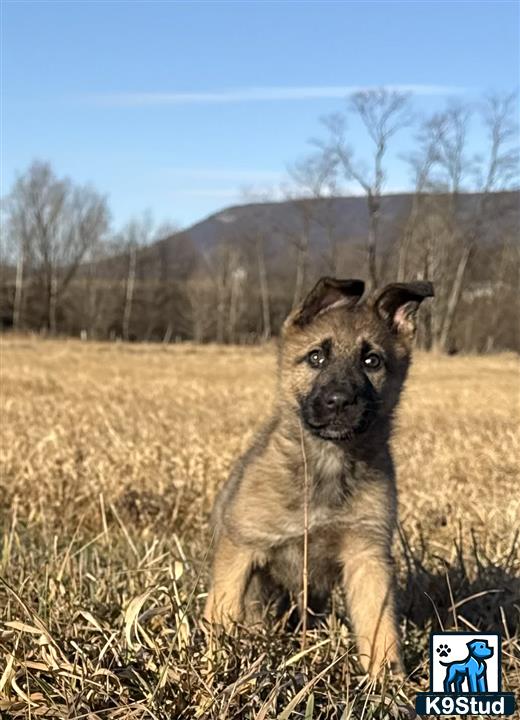 a german shepherd dog sitting in a field
