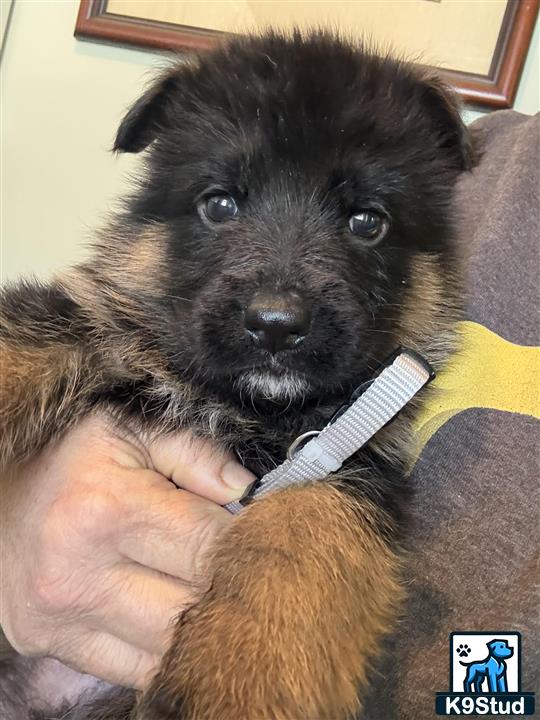 a person holding a german shepherd dog
