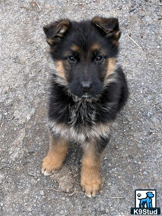 a german shepherd dog sitting on the ground