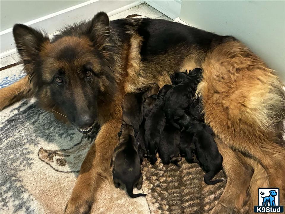 a german shepherd dog and a german shepherd puppy
