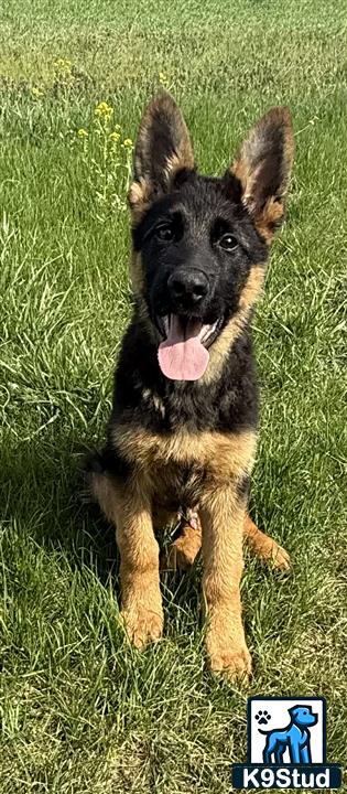 a german shepherd dog standing on grass