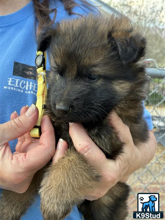 a person holding a baby goat