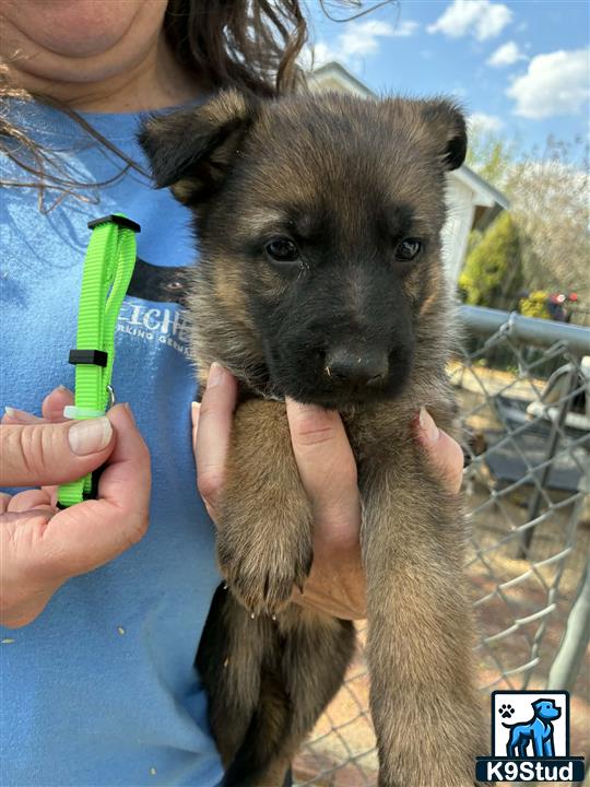 a person holding a german shepherd dog