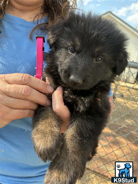 a person holding a german shepherd dog