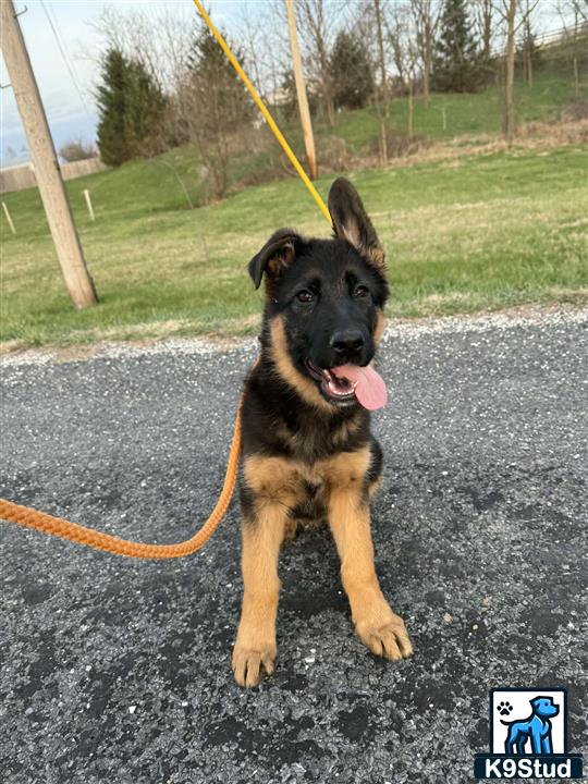 a german shepherd dog on a leash