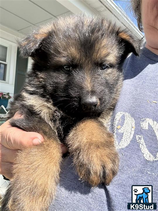 a person holding a german shepherd puppy