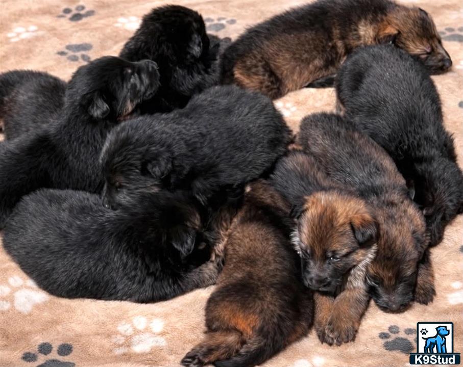 a group of german shepherd puppies sleeping