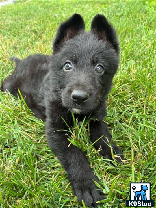 a black german shepherd puppy lying in the grass