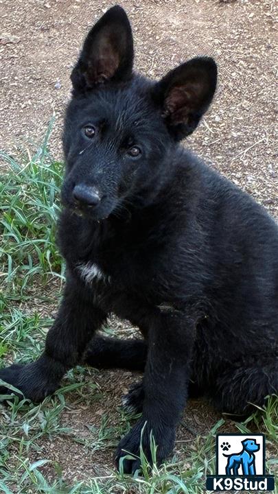 a black german shepherd dog sitting on the ground