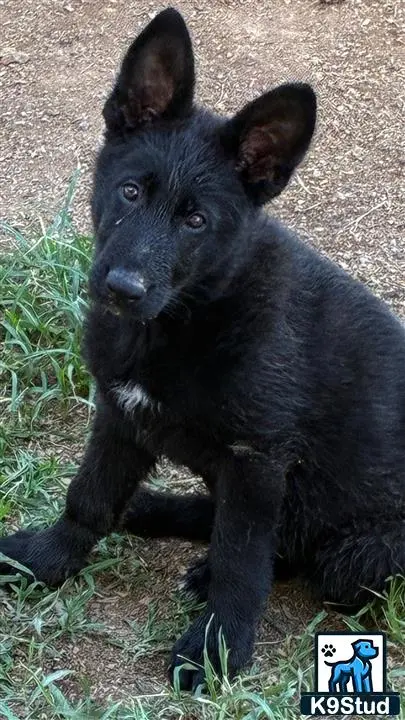 a black german shepherd dog sitting on the ground
