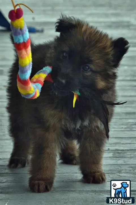 German Shepherd puppy for sale