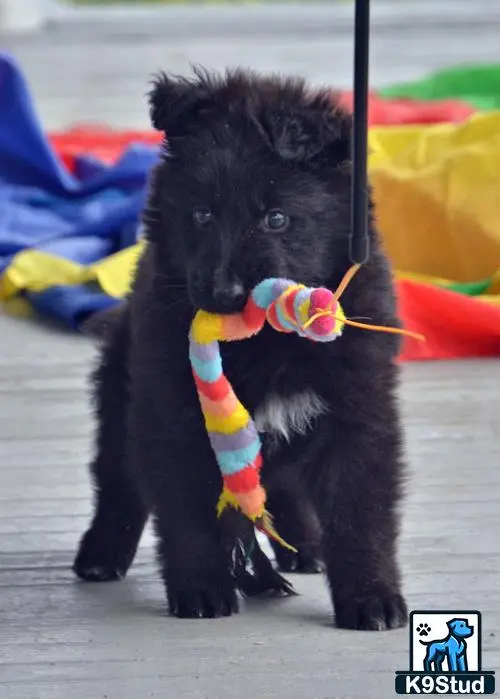 German Shepherd puppy for sale