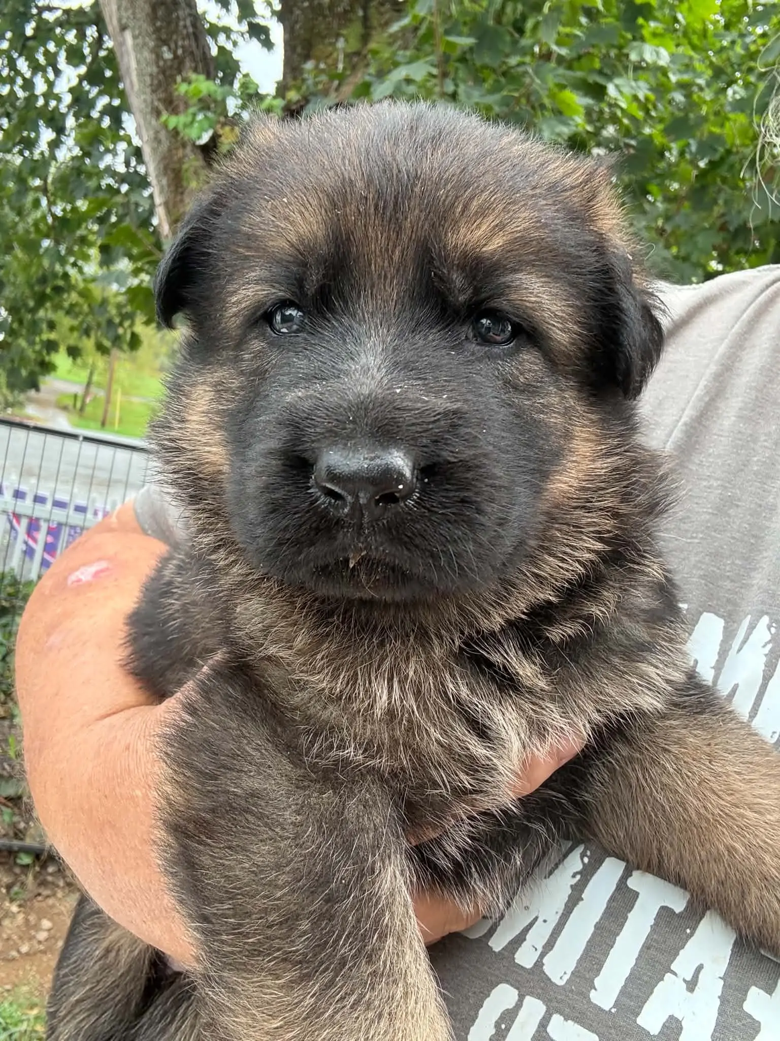 German Shepherd puppy for sale: Fluffy German Shepherd puppy with dark brown and black coat