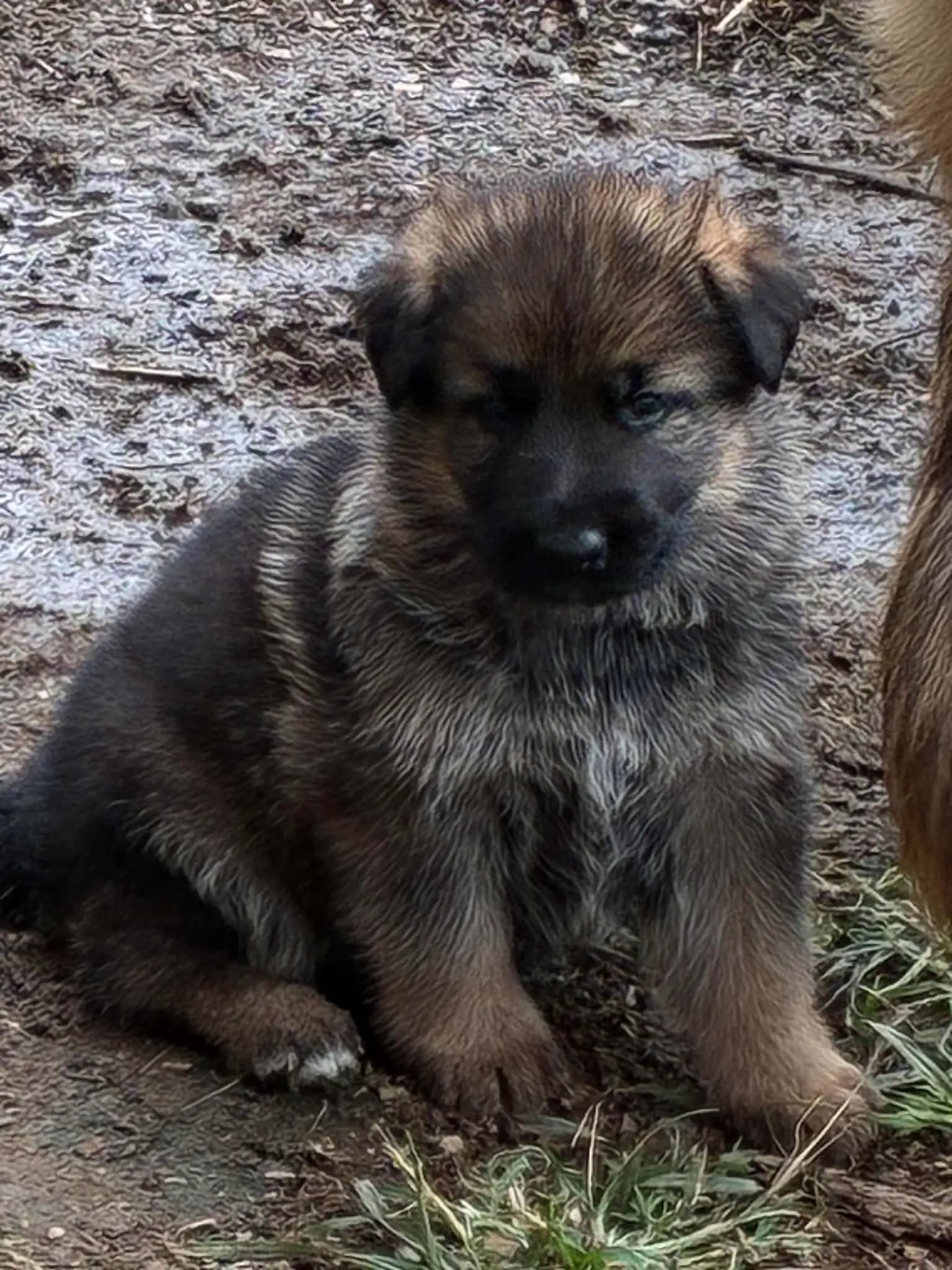 German Shepherd puppy for sale: Fluffy German Shepherd puppy sitting on muddy ground