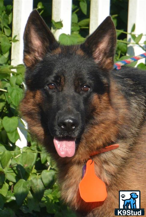 a german shepherd dog with a carrot in its mouth