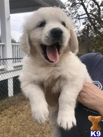 Golden Retriever puppy for sale