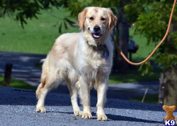 Golden Retriever dog