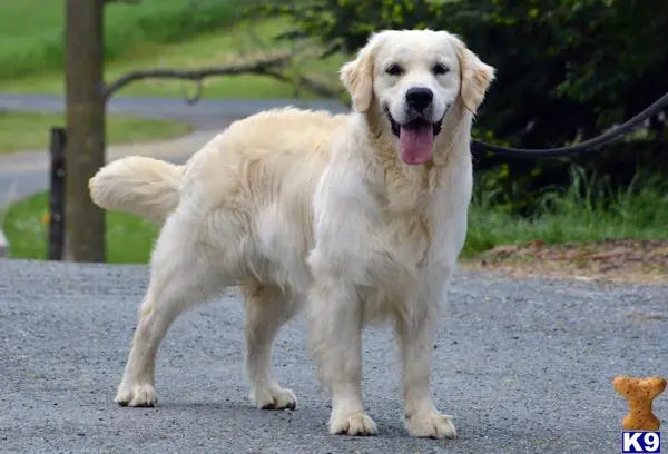 Golden Retriever stud dog