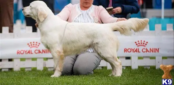 Golden Retriever puppy for sale