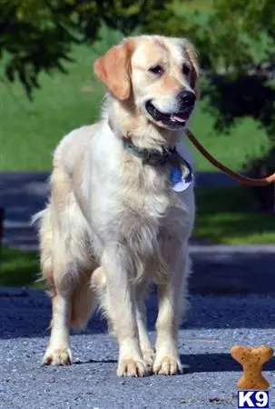 Golden Retriever dog