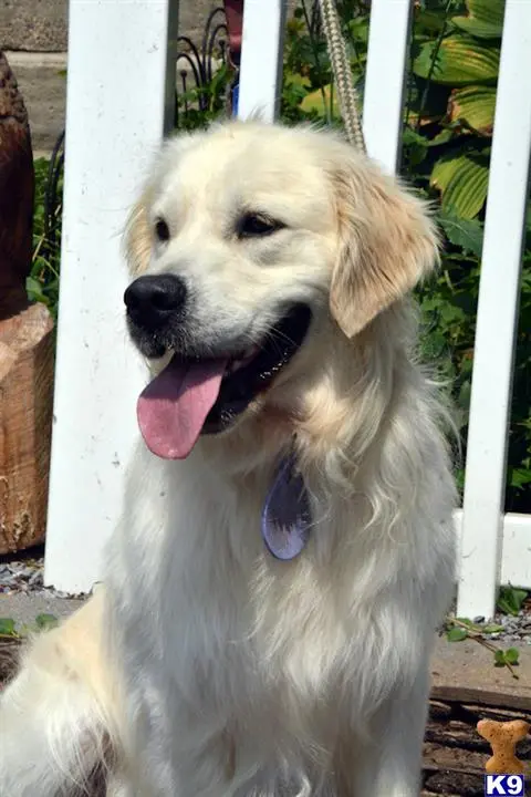 Golden Retriever stud dog