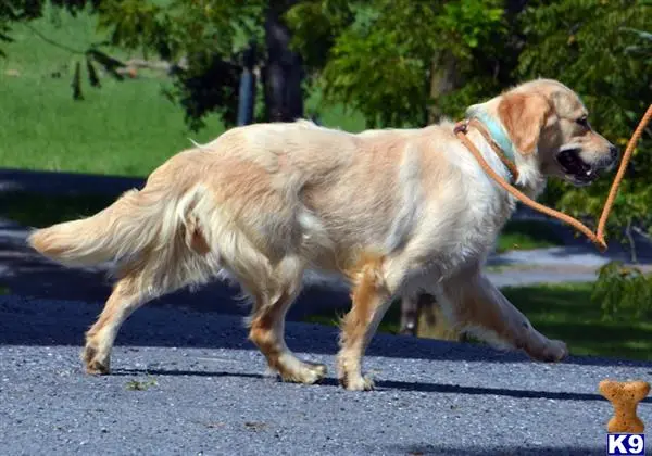 Golden Retriever dog