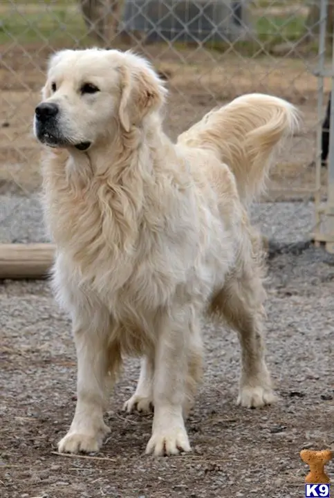 Golden Retriever stud dog