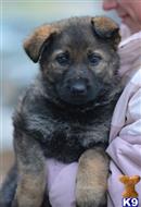 german shepherd puppy posted by eichenluft