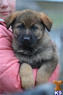 german shepherd puppy posted by eichenluft