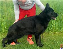 German Shepherd