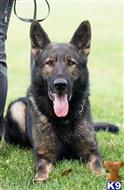 german shepherd puppy posted by eichenluft