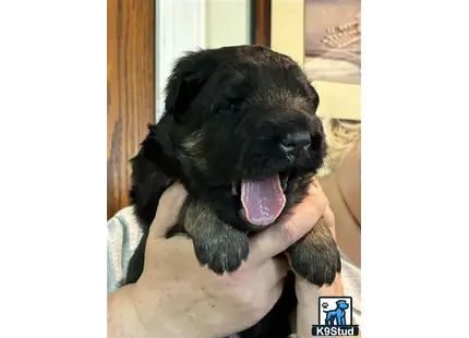 a black german shepherd puppy with its tongue out