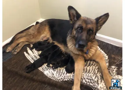 a german shepherd dog lying on a rug