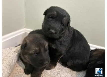 a couple of german shepherd puppies