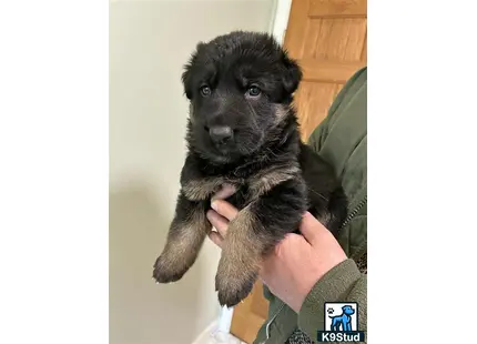 a person holding a german shepherd dog