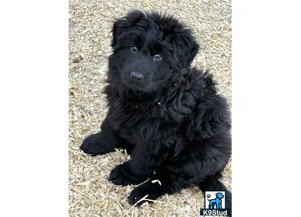 a black german shepherd dog lying on the ground