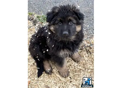 a german shepherd dog sitting on the ground