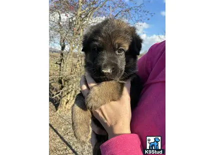 a person holding a german shepherd dog