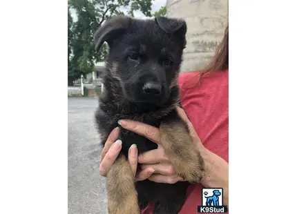 a person holding a german shepherd dog