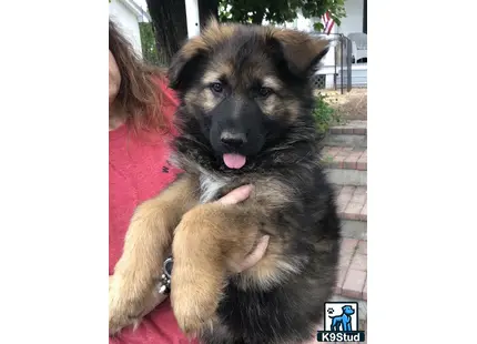 a person holding a german shepherd dog