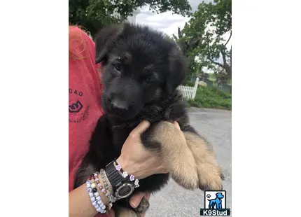a person holding a german shepherd puppy