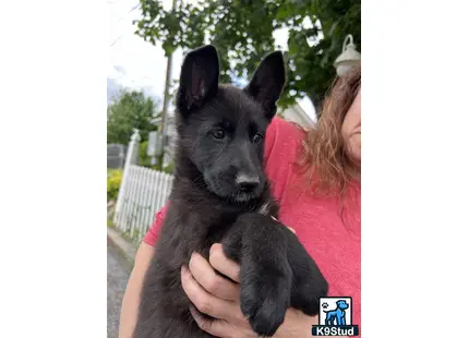 a person holding a german shepherd dog