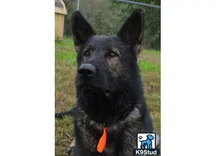 a black german shepherd dog with a carrot in its mouth