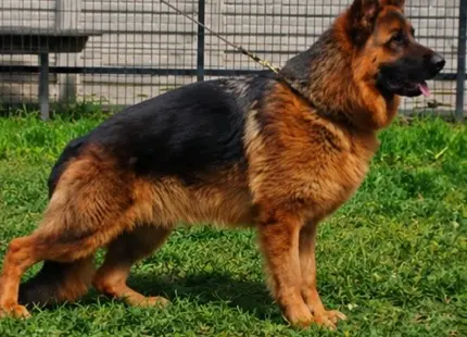 German Shepherd puppy for sale: German Shepherd standing on grass with a black and tan coat