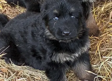 German Shepherd puppy for sale: Fluffy black German Shepherd puppy sitting in straw