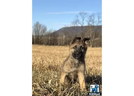 a german shepherd dog sitting in a field