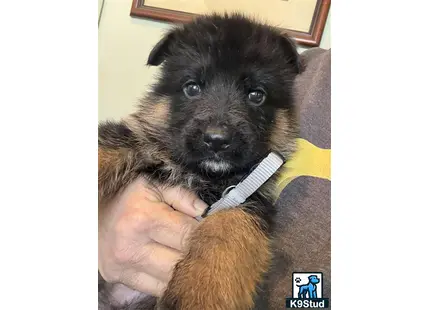 a person holding a german shepherd dog
