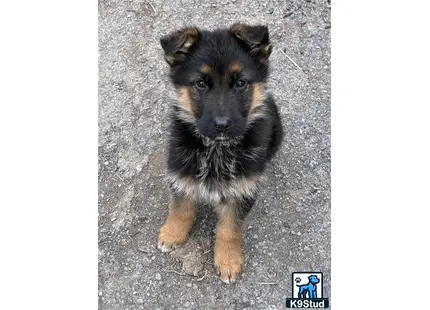a german shepherd dog sitting on the ground