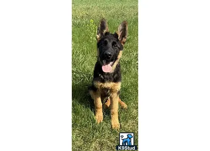 a german shepherd dog standing on grass